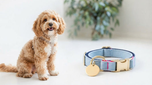 Spoodle Collar and ID Disc Combo: A Practical Buying Guide