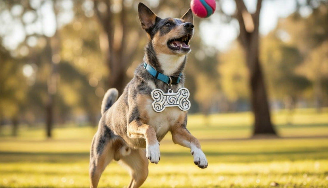Stainless Steel vs Aluminium Dog Tags: The 2026 Australian Buyer’s Guide