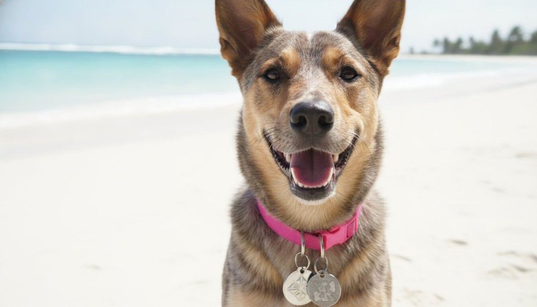 Stainless Steel vs Aluminium Dog Tags: The 2026 Australian Buyer’s Guide