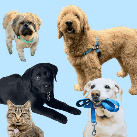 dogs wearing harnesses and a cat wearing a pet id tag