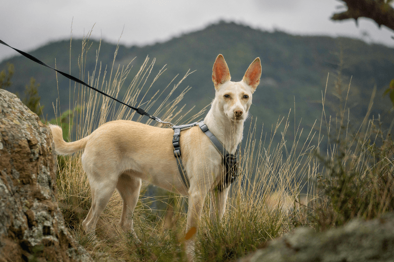 Light-colored dog wearing a grey harness and leash, standing on a grassy hillside with mountains in the background