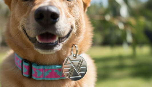 The Ultimate 2026 Guide to Engraved Pet Tags: Choosing the Best ID for Your Australian Pet