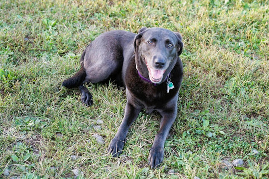 Top Dog Tags in Australia for 2025 Style Meets Safety