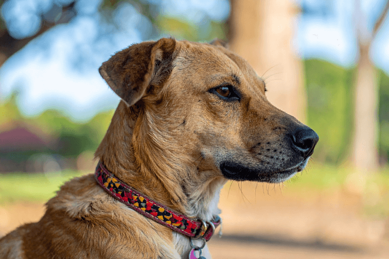 Brown dog wearing a patterned flat collar outdoors, showing everyday buckle collar fit and placement.