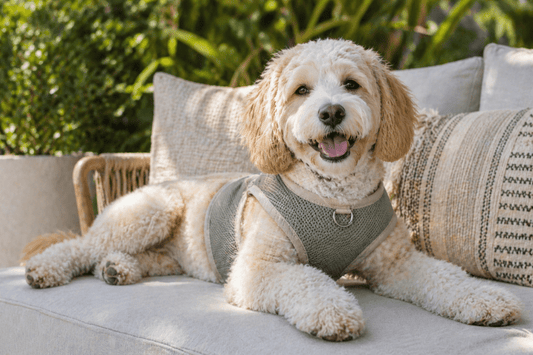 Relaxed dog wearing breathable harness, showcasing comfort and fit for daily use