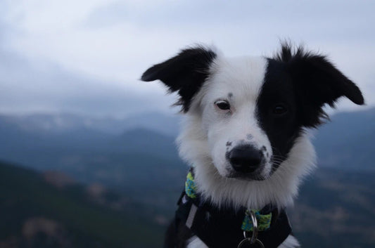 Ultimate Guide How to Care for Your Dog's Harness
