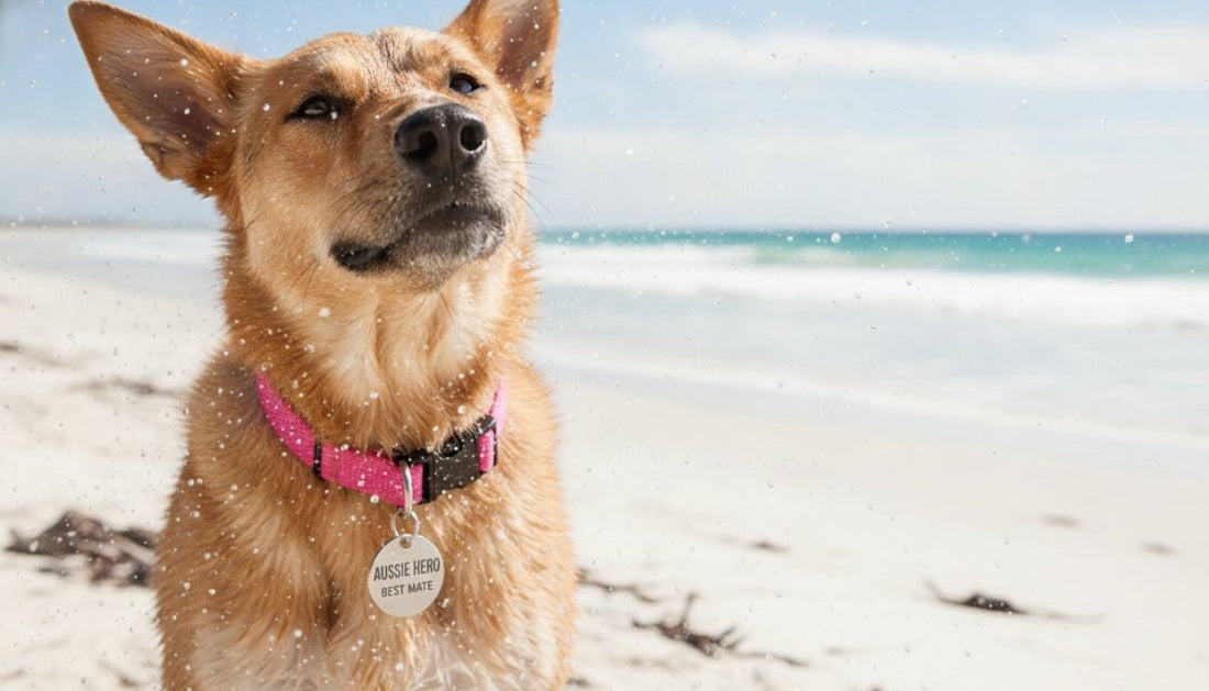 Unbreakable Dog Tags Australia: The 2026 Guide to Permanent Pet Safety