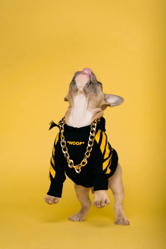 Unleash Your Brand Social Media Strategies for Pet Accessories