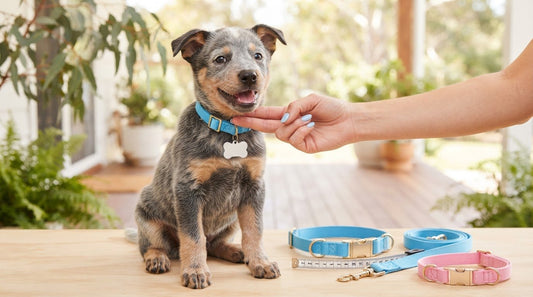 Upgrading Puppy Collars: Fit, Safety and Timing