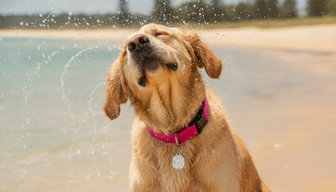 Waterproof Dog Tags Australia: The 2026 Guide to Adventure-Ready ID