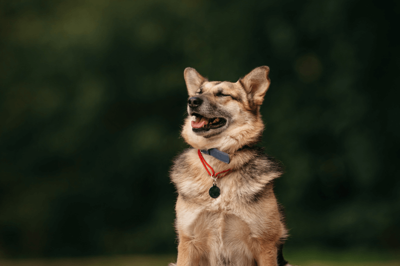 dog with red pet tag outdoors