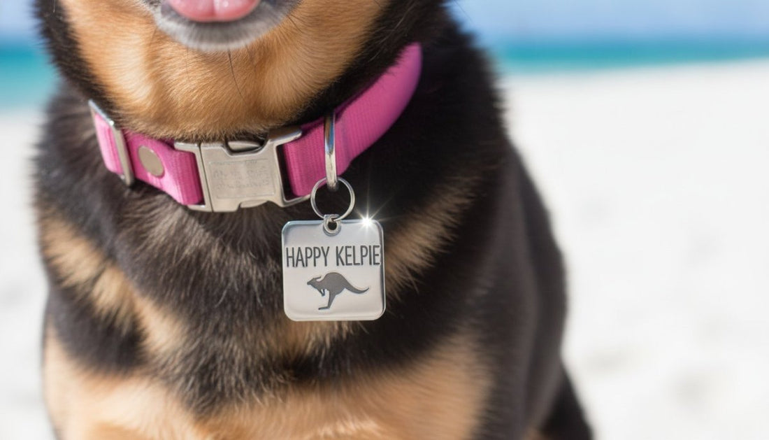 What to Put on a Dog Tag Australia: 2026 Pet Safety Guide