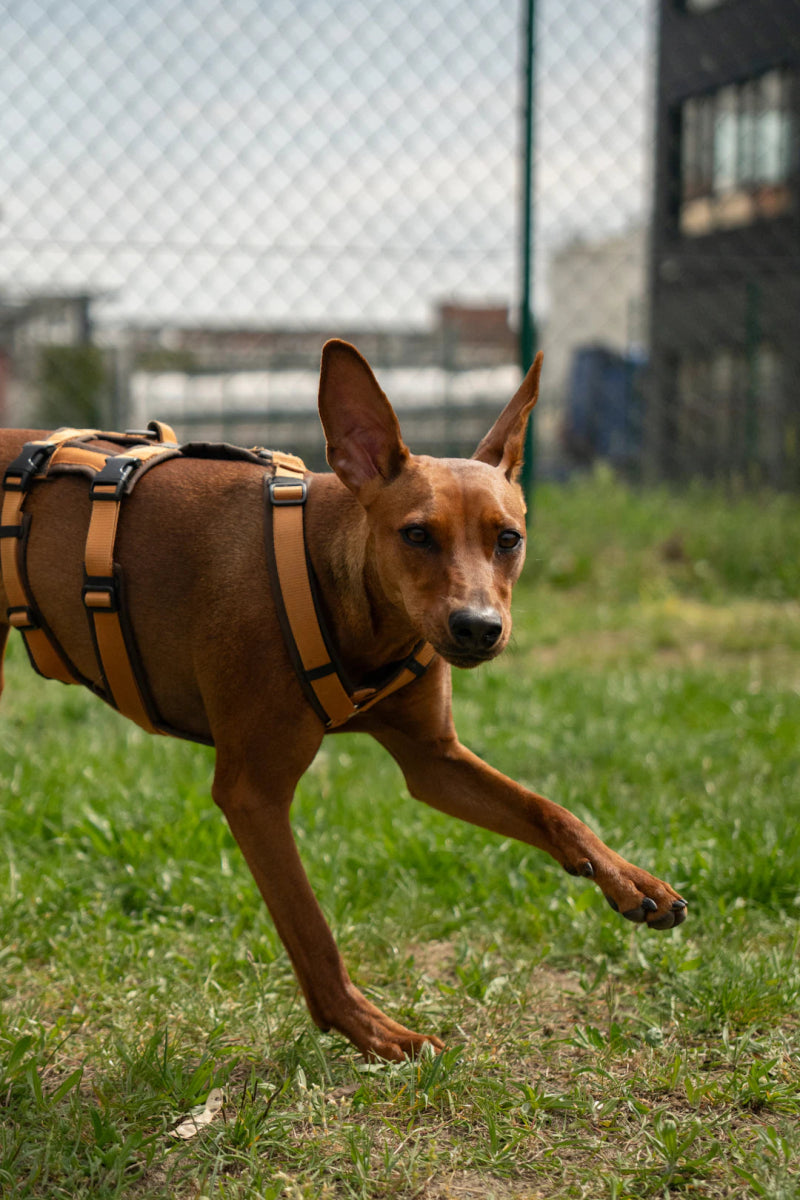 Why Harnesses Are Better for Your Furry Friend