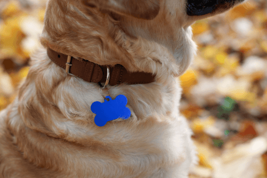 Why Stainless Steel is Best for Dog Tags - Pet ID Tags