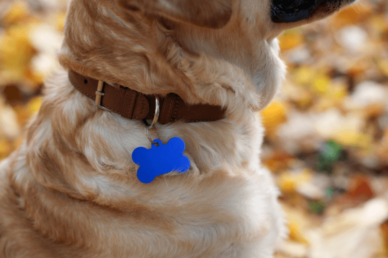 Why Stainless Steel is Best for Dog Tags - Pet ID Tags
