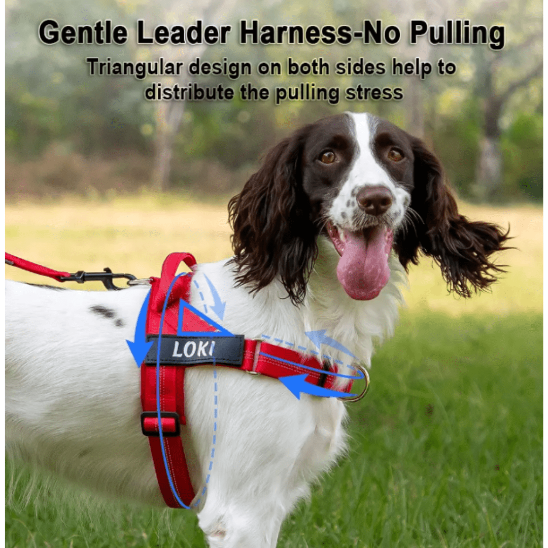 Personalised Dog Harness - TEAL