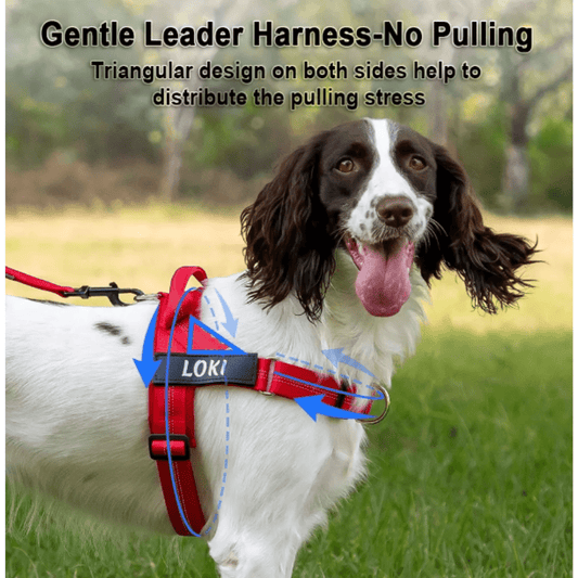 RED Personalised Dog Harness - Comfy, Custom & Cute