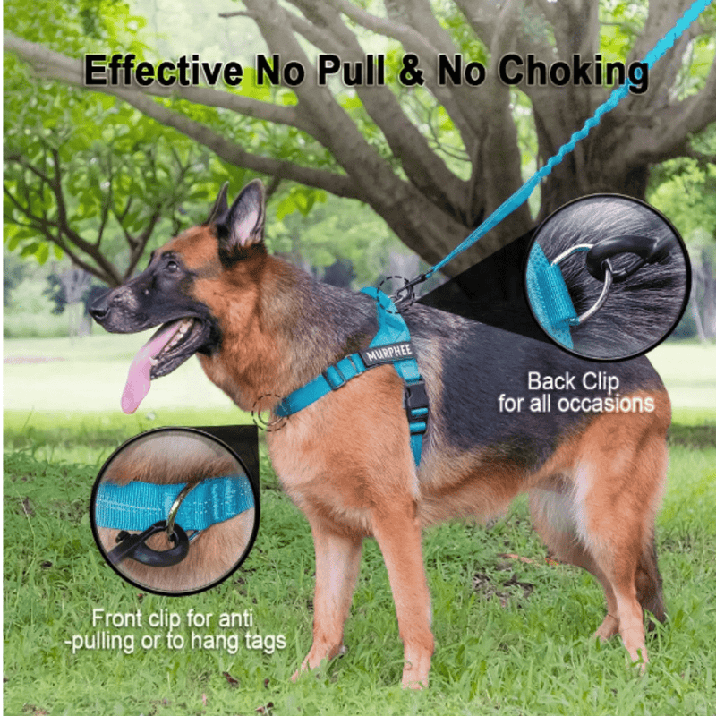 Dog with Harness | Pet ID Tags