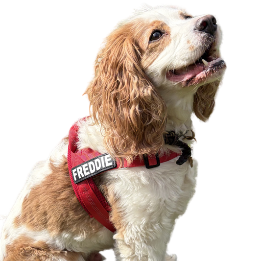 A brown and white dog wearing a red harness with a black label that reads 'FREDDIE' in white letters, photographed against a plain white background.