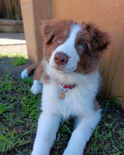 A brown and white puppy with blue eyes lying on grass next to a tan wall, wearing a red collar with a round tag.