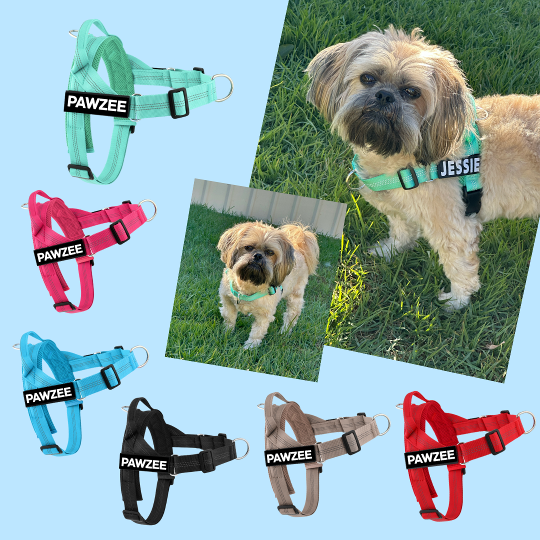 shih tzu dog wearing green dog harness with name jessie