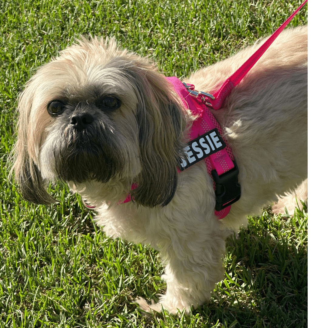 Personalised Dog Harness - TEAL