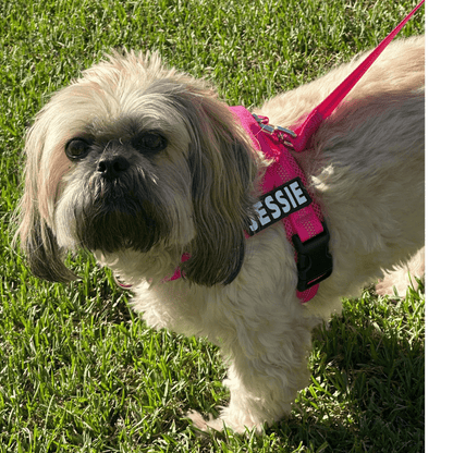 Personalised Dog Harness - TEAL