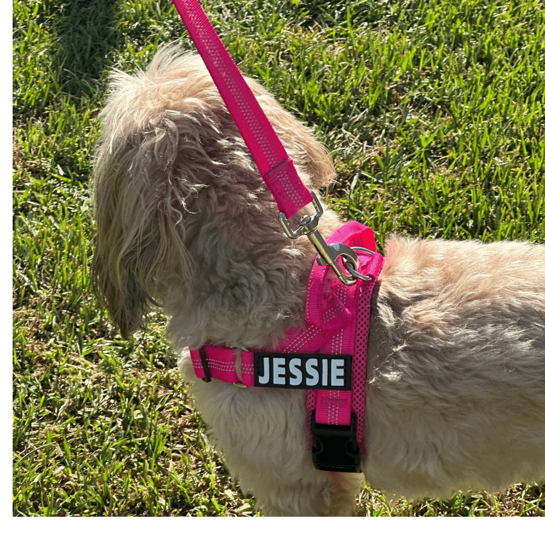 Personalised Dog Harness - TAN