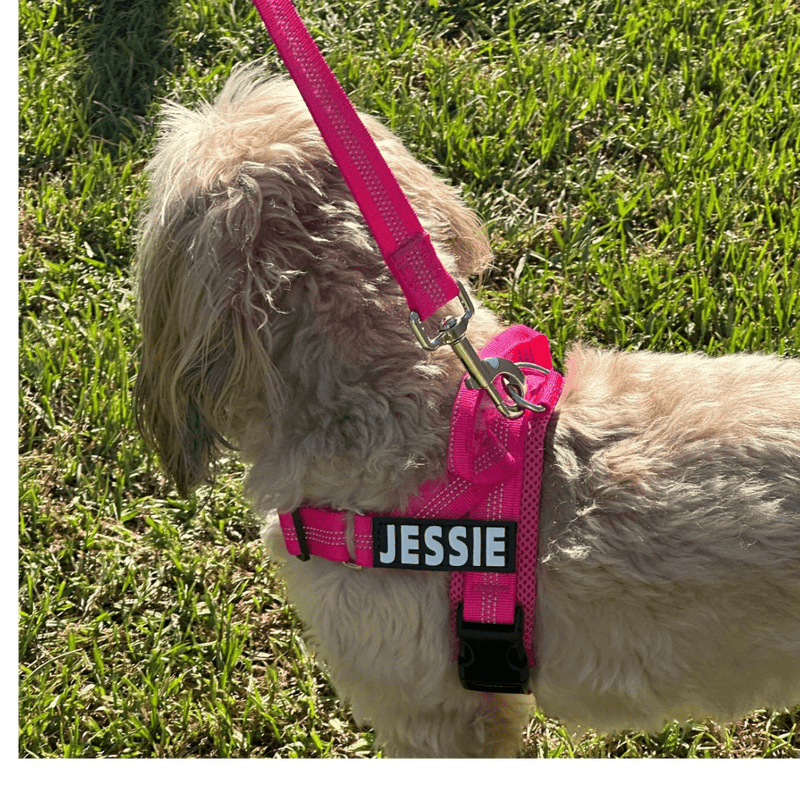 small dog wearing a dog harness with name