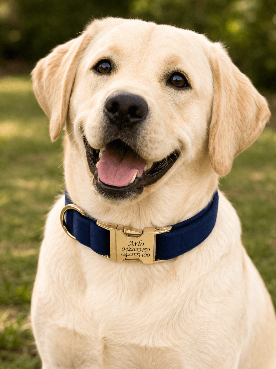 Luxury Velvet Dog Collar - Engraved - Pet ID Tags