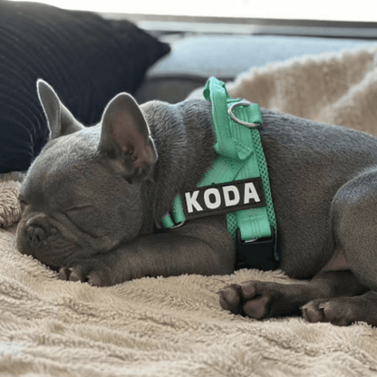 Personalised Black Dog Harness - Comfy, Custom & Cute - Pet ID Tags