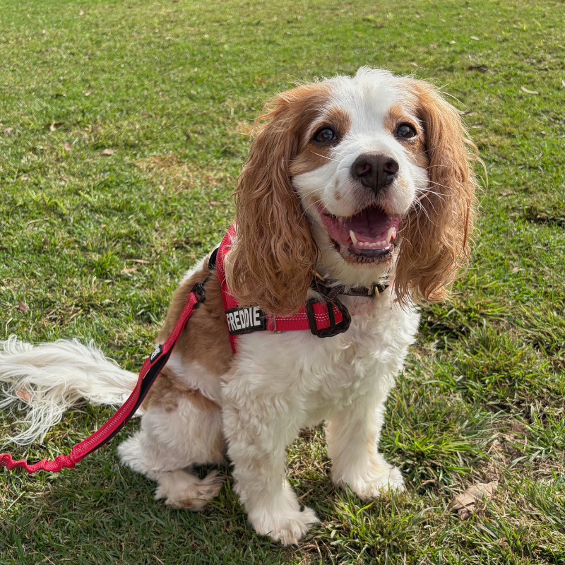 Personalised Dog Harness & Lead Set - Pet ID Tags