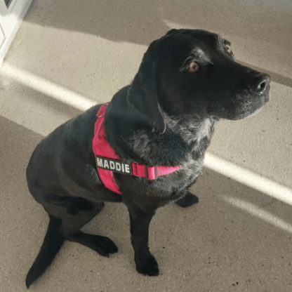 Personalised Dog Harness & Lead Set - Pet ID Tags