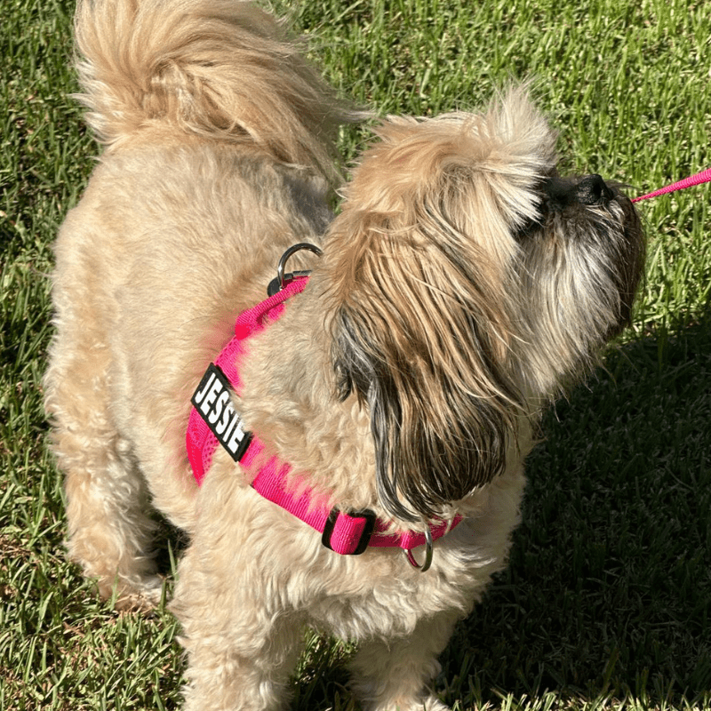 Personalised Dog Harness & Lead Set - Pet ID Tags