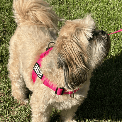 Personalised Dog Harness & Lead Set - Pet ID Tags