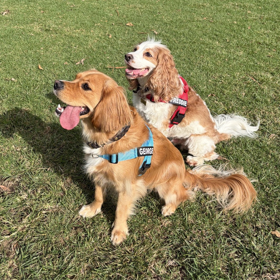 Two dogs wearing harnesses sitting on grass