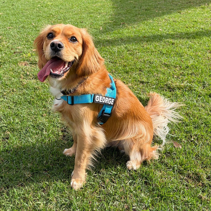 Personalised Dog Harness - Safe, Comfy & Stylish (No - Pull Design) - BLUE - Pet ID Tags
