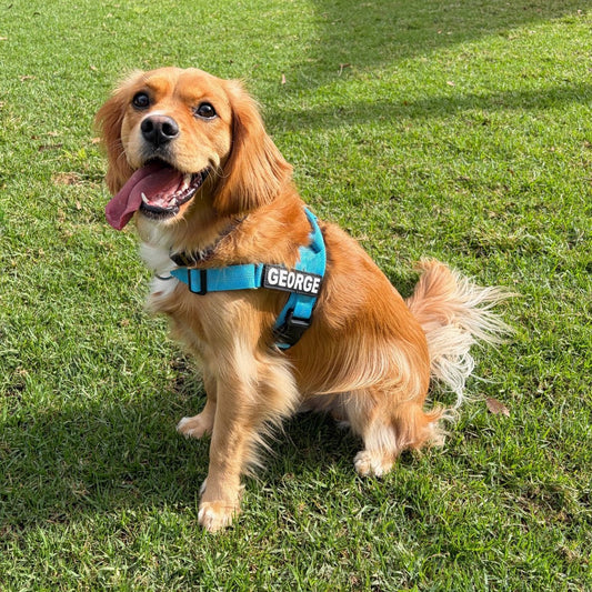 Personalised Dog Harness - Safe, Comfy & Stylish (No - Pull Design) - BLUE - Pet ID Tags
