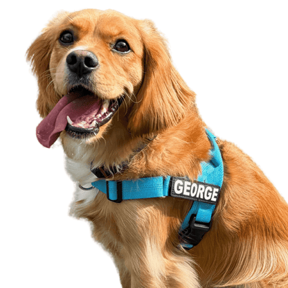 Personalised Dog Harness - Safe, Comfy & Stylish (No-Pull Design)- BLUE - Pet ID Tags