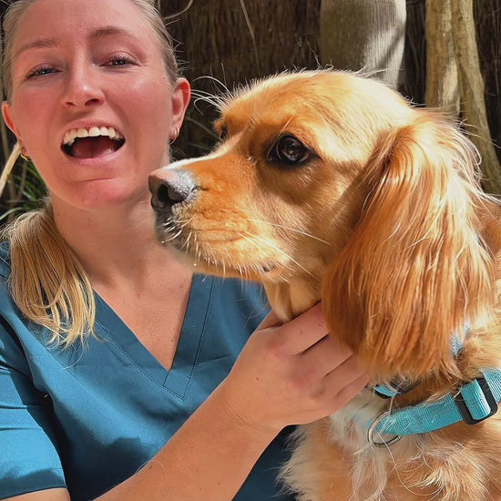 a video on reflective dog collars