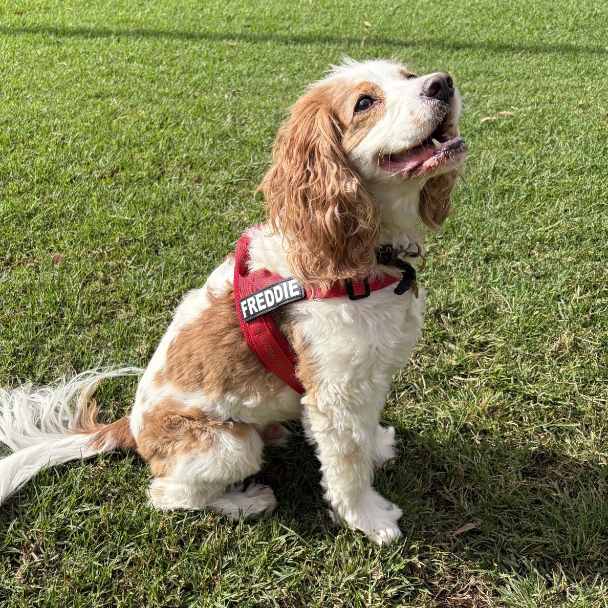Dog wearing a red harness with 'Freddie' on it, sitting on grass.