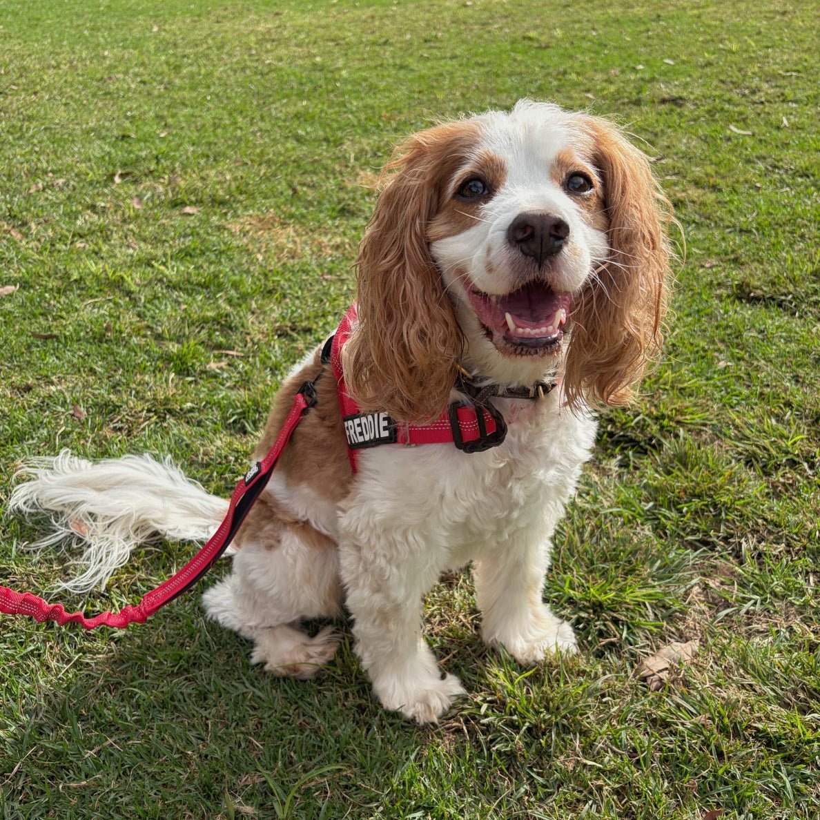 Dog wearing a red harness and leash on grass