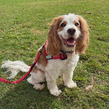 Dog wearing a red harness and leash on grass