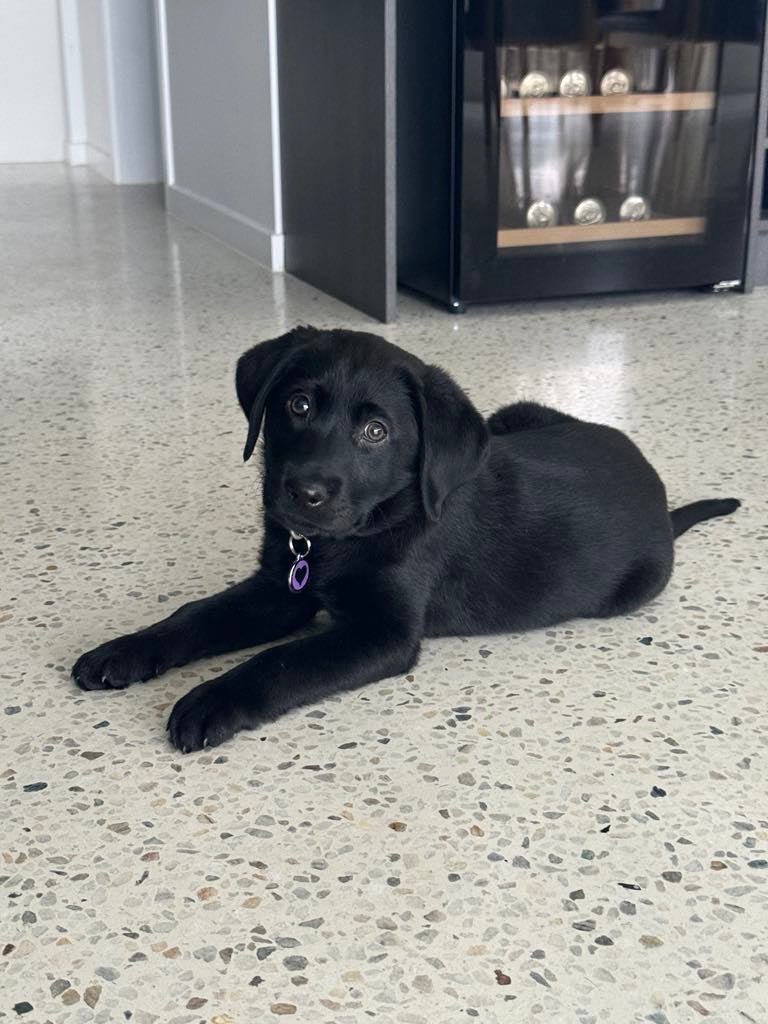 A black Labrador retriever puppy lying on a speckled terrazzo floor in a modern home, wearing a purple heart pet tag