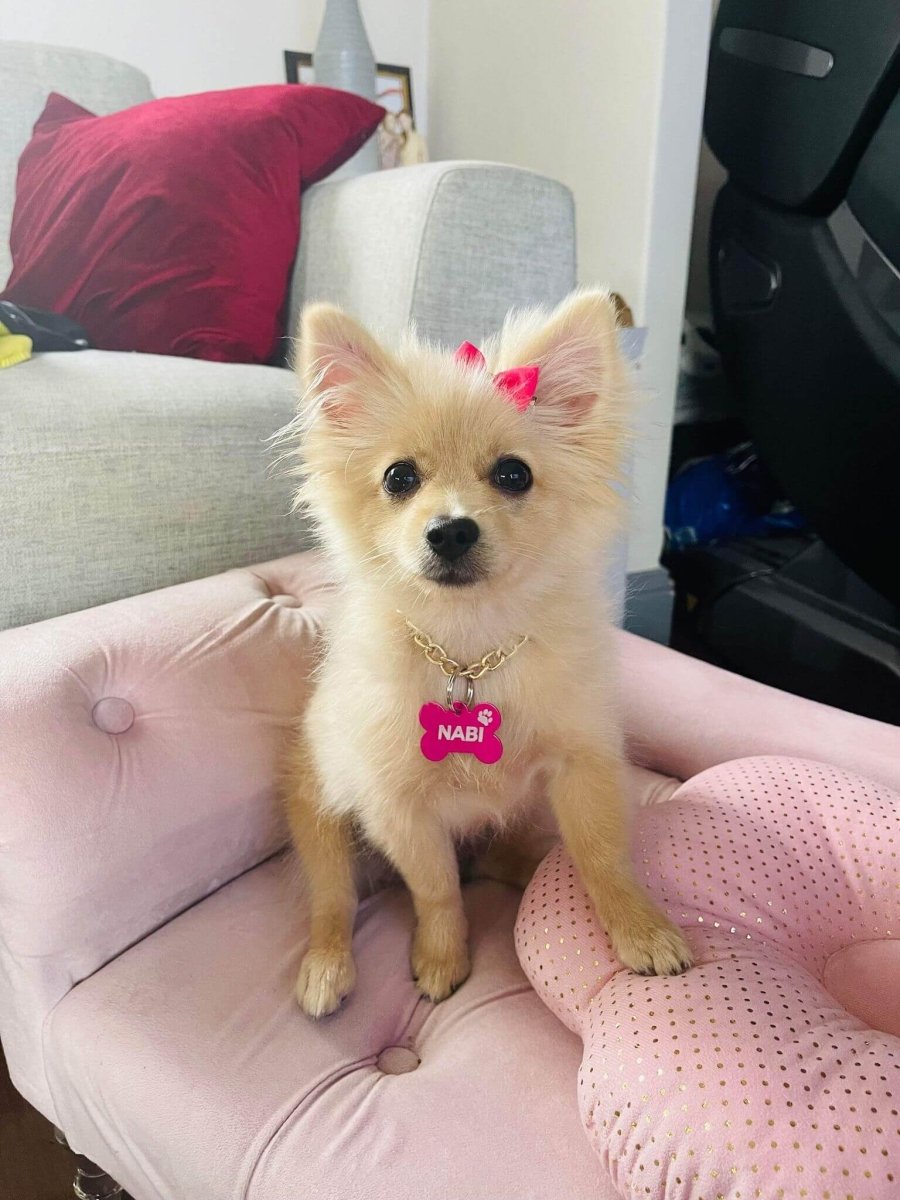 Pawzee Pet Tags in South Australia