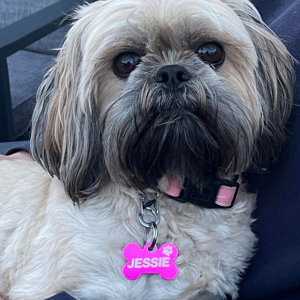 Dog wearing an Engraved Pink Bone Pawzee Light Dog Tag - Pet ID Tags