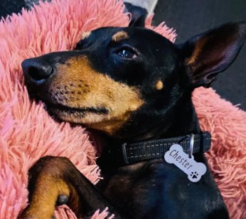 Dog with name tag