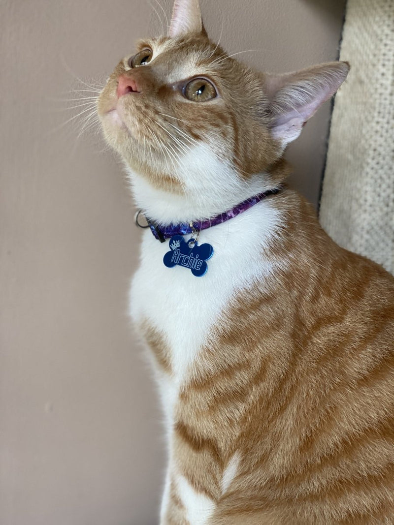 Cat wearing a Pawzee Light Pet Tag - Pet ID Tags