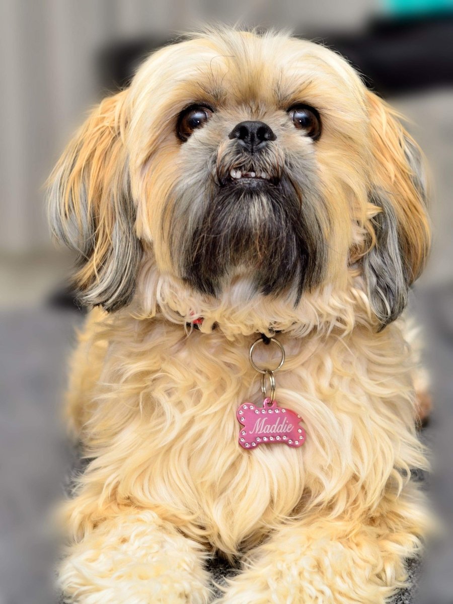 Swarovski Crystal Pet ID Tags